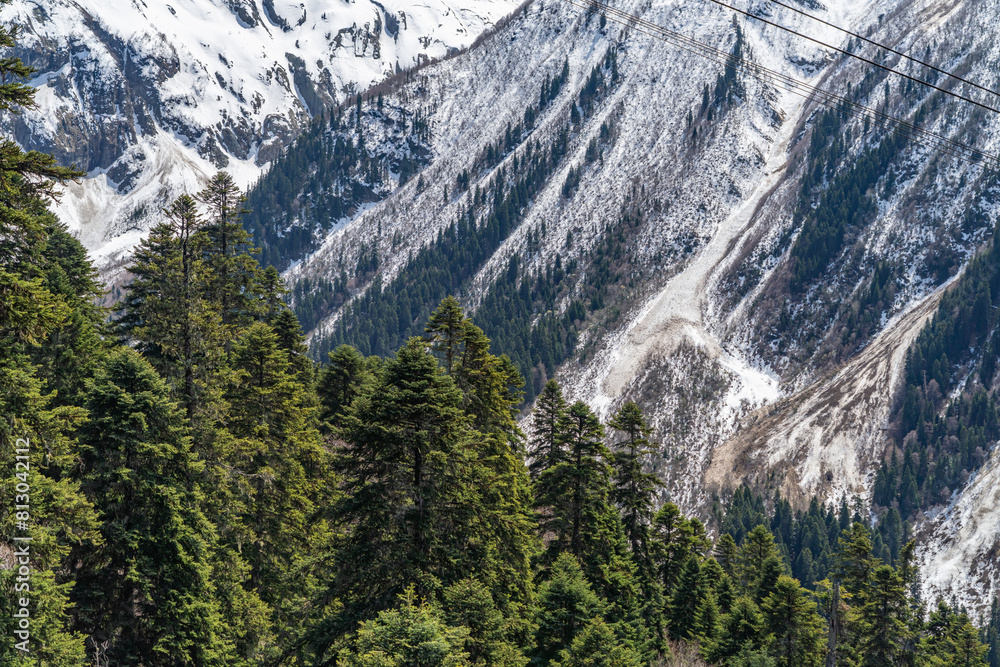 Fototapeta premium landscape with trees and mountains