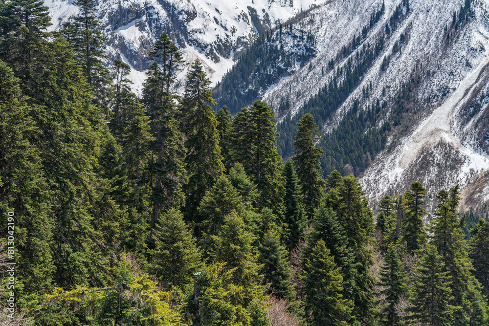 Fototapeta premium landscape with trees and mountains