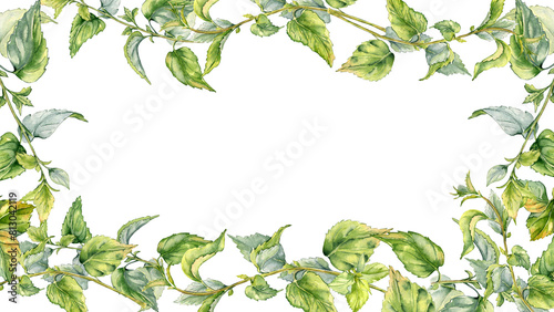 Board with stem of nettle watercolor isolated on white. Illustration of the medicinal plant Urticaria dioica. Frame of stinging plant with green leaves hand drawn. For label, packaging, apothecary