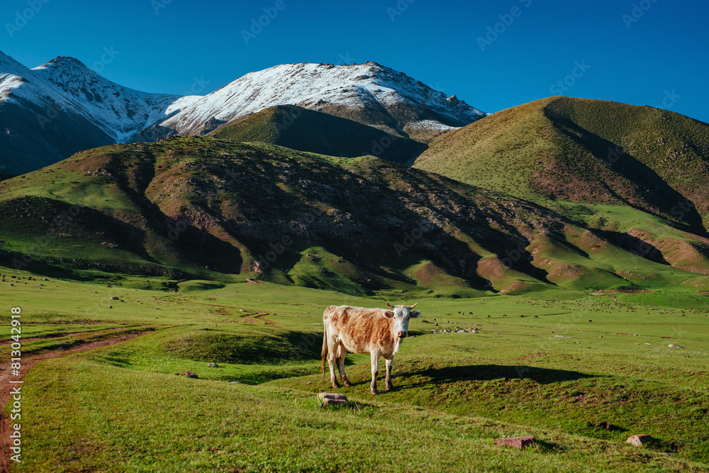 Obraz premium Cow in pasture in picturesque mountain valley
