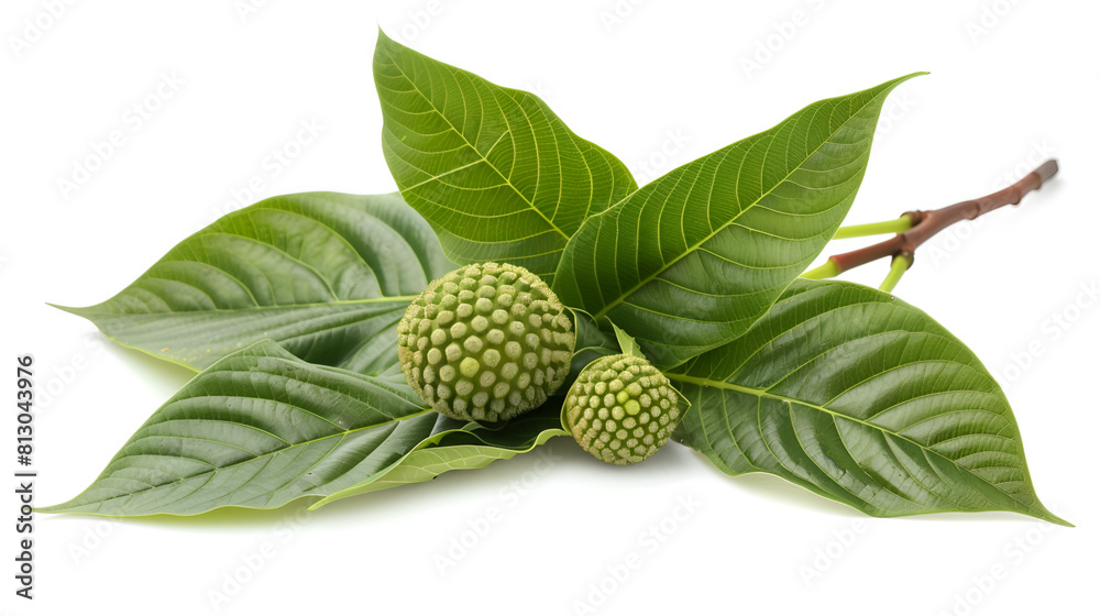 fresh foliage and coffee beans on a white background ,coffee beans  ,Coffee seed and coffee leaf isolated white background
