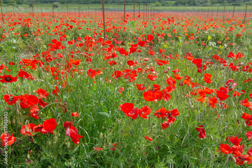 beautiful fields of poppies grown in Provence - France
