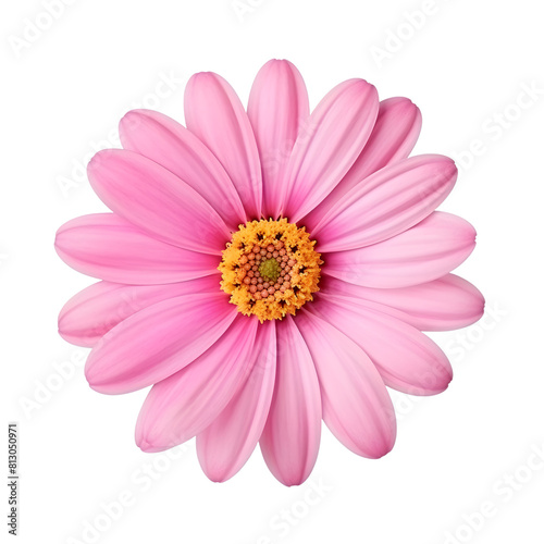 pink daisy isolated on white