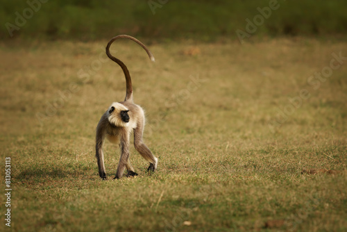 Black-footed gray or Malabar Sacred Langur - Semnopithecus hypoleucos, Old World leaf-eating monkey found in southern India, monkey on the meadow on the lake bank with upright long tail photo