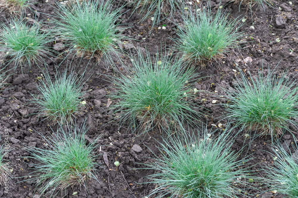 Seedlings of fescue meadow narrow leaved grasses. Herbaceous plant ...