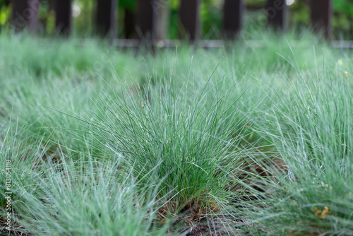 Seedlings of fescue meadow narrow leaved grasses. Herbaceous plant festuca pratensis poaceae family of spherical shape. Green leaves of ball fescue. Ideas with oat grass for gardening and planting. photo