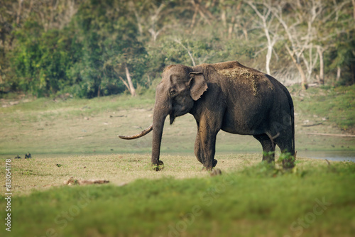 Asian Elephant - Elephas maximus in the indian forest  also called Asiatic elephant  only living species of the Elephas  distributed from India  to Nepal  to Sumatra and to Borneo in the east