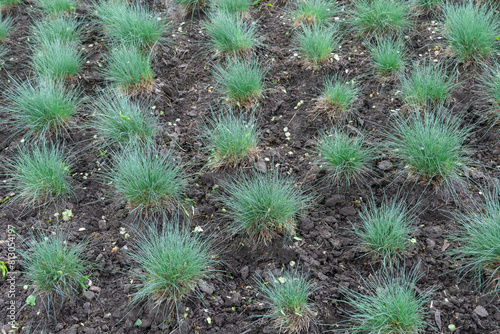 Seedlings of fescue meadow narrow leaved grasses. Herbaceous plant festuca pratensis poaceae family of spherical shape. Green leaves of ball fescue. Ideas with oat grass for gardening and planting. photo