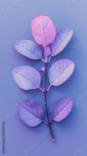 Top view violet leaf at sunlight in minimal style