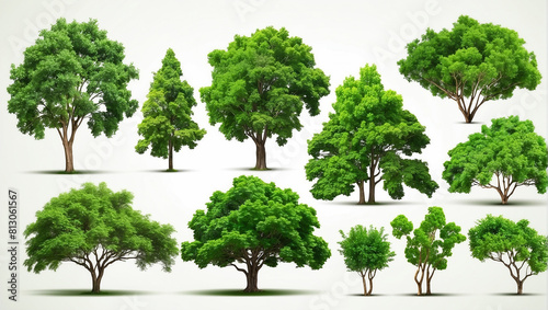  trees of various heights with green leaves on a white background