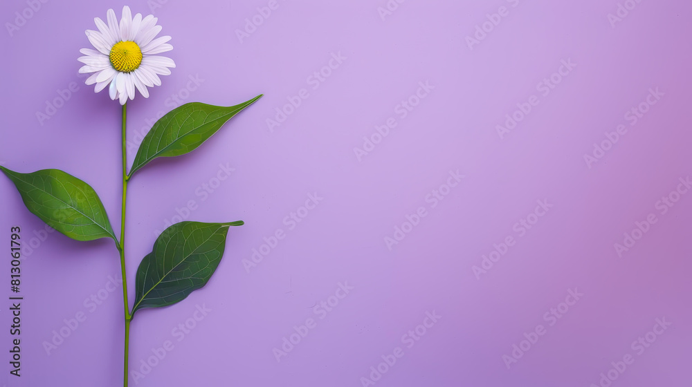 Naklejka premium Top view Diasy at sunlight in minimal style Blackground violet pastel