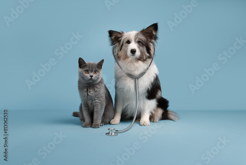 Animali domestici, cane con stetoscopio photo