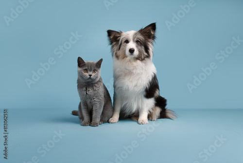 Cane e gatto vicino su sfondo blu photo