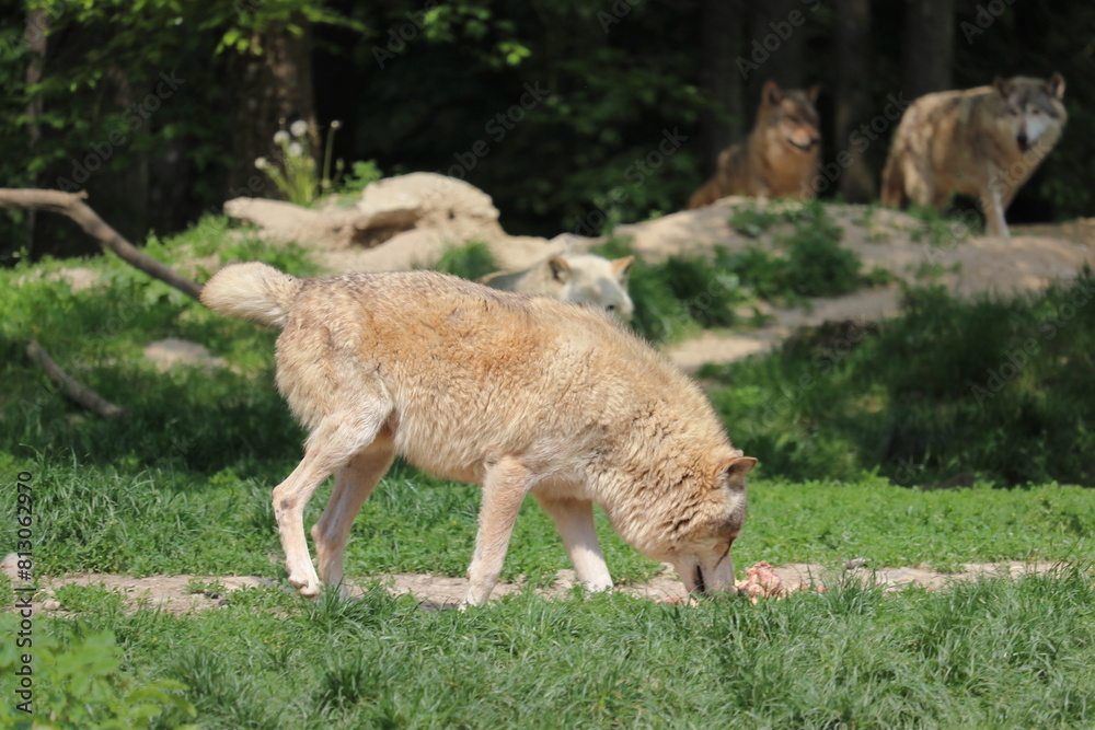 Canadian wolf group in wildpark in Bad Mergentheim in germany. Canadian wolf group in wildpark in Bad Mergentheim in germany.