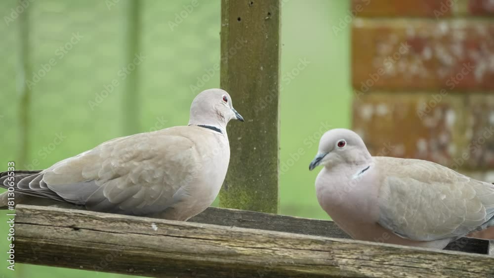 close-up of a pair of collared doves (Streptopelia Decaocto) feeding close-up of a pair of collared doves (Streptopelia Decaocto) feeding