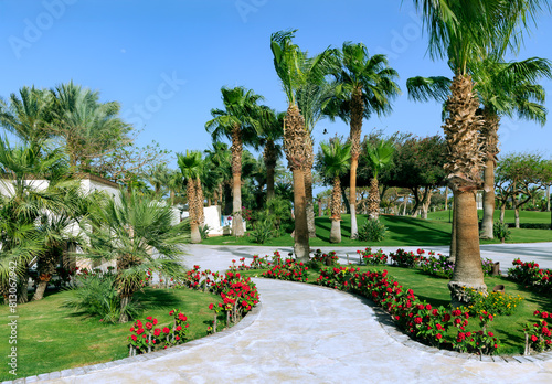 Beautiful landscaping with palm trees, cacti and flowering shrubs on the territory of a modern hotel in Hurghada, Egypt.	