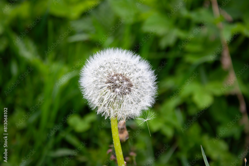 dandelion on green background dandelion on green background