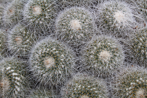 Cactus in the garden. Nature background. Close-up. Top view.