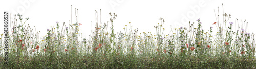 Wild flowers field, grass and meadow in nature, Tropical forest isolated on transparent background - PNG file, 3D rendering for create and design