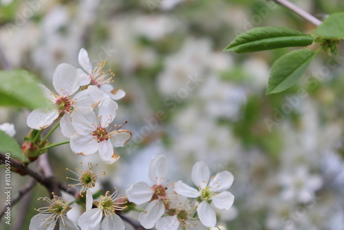 tree flowers