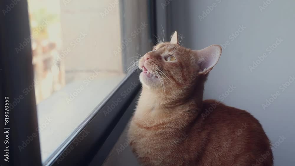 Yawning cat looking out the window