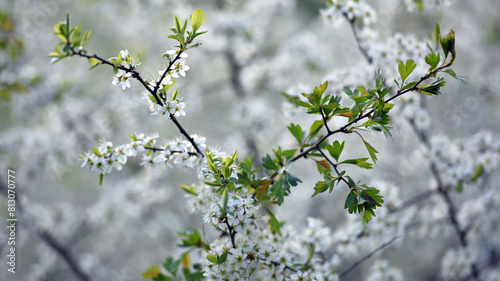 Twig of flowering blackthorn, Prunus spinosa, in spring. white flowers, natural floral background. delicate spring flowers, close-up. spring natural background, flowering tree