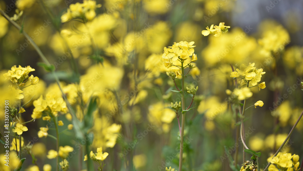 Fototapeta premium Rapeseed. Brassica napus. are blooming in sunny summer day. yellow flower, isolated on blurred natural background. agriculture, in Europe or Asia. floral background. growing in the field, soft focus