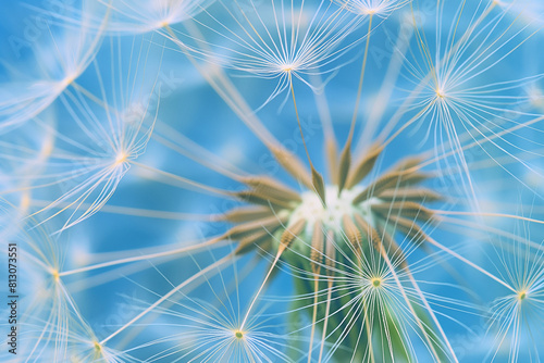 dandelion seeds on blue  A close-up of a dandelion against a vibrant blue background captures the essence of nature s beauty