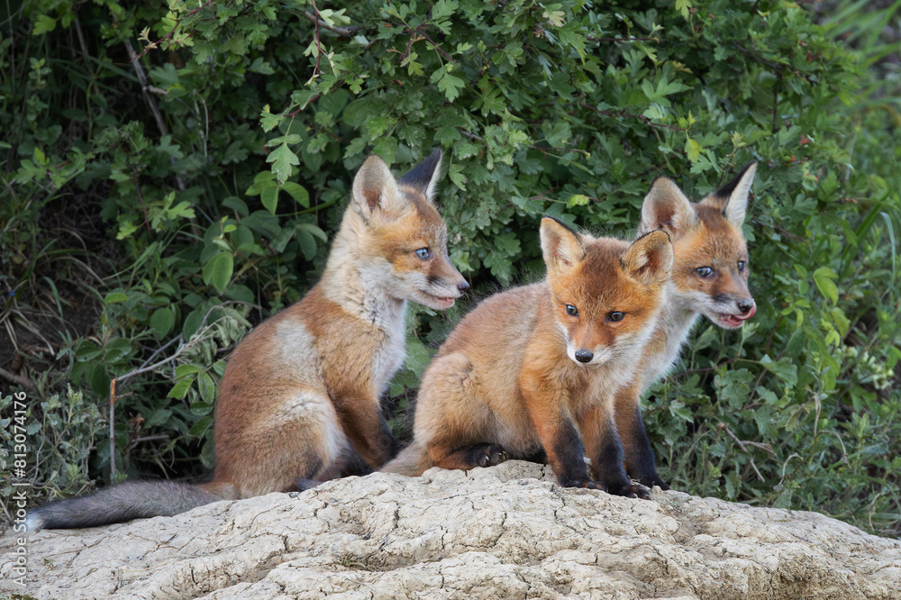 fox cubs near the den fox cubs near the den