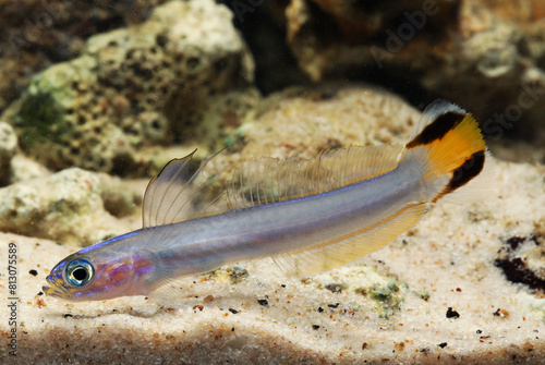 Flagtail dartfish (Ptereleotris uroditaenia) in marine aquarium photo