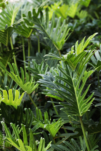 Beautiful indoor garden plant Philodendron Xanadu