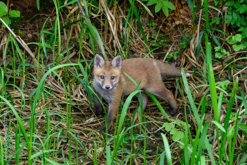 Obraz Lisek wśród traw