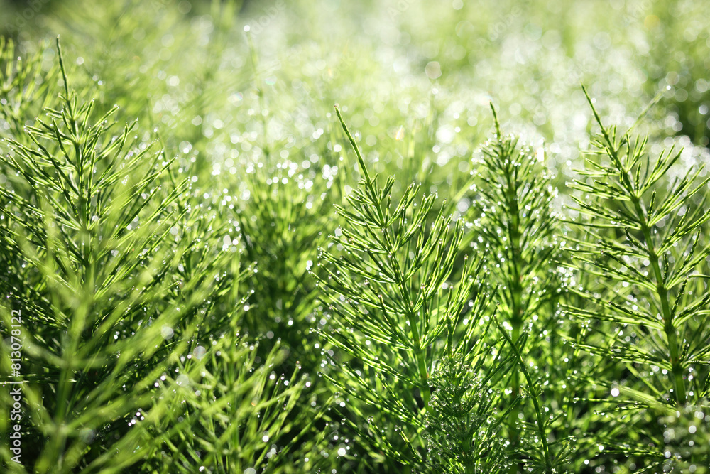 Horsetail field with dew drops early mornings. Nature background texture in spring garden or forest meadow. Used traditionally for healing teas and tinctures. Selective focus. Vancouver, BC, Canada Horsetail field with dew drops early mornings. Nature background texture in spring garden or forest meadow. Used traditionally for healing teas and tinctures. Selective focus. Vancouver, BC, Canada