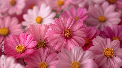   Pink and white flowers encircled by yellow centers surrounded by smaller pink and white flowers