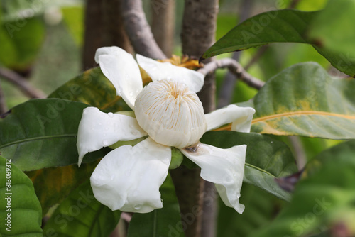 White flower Heaven lotus tree (Gustavia superba) in full bloom photo