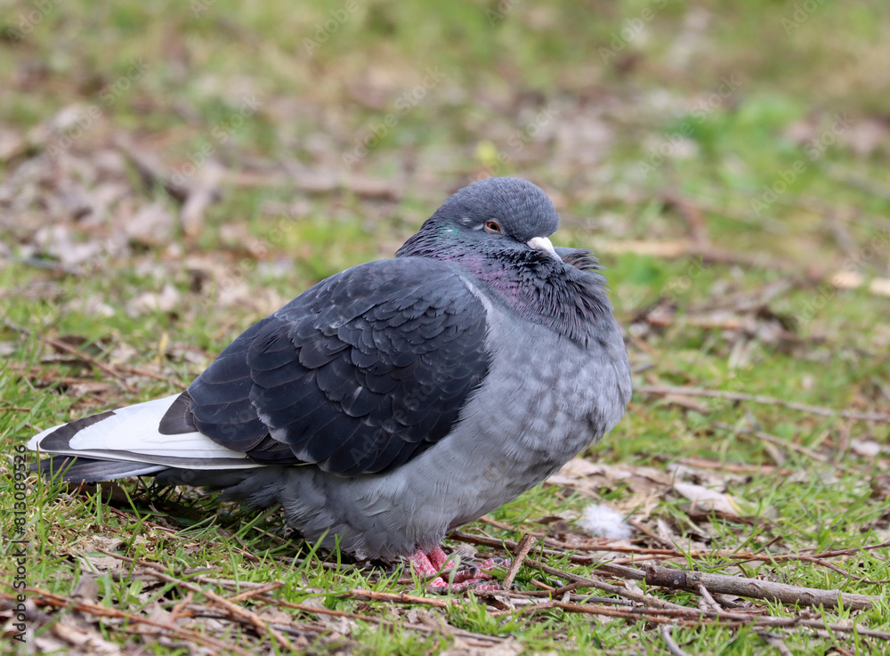 Obraz premium Feral pigeon