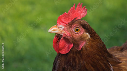 Red hen on a green background
