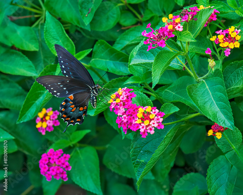 Spicebush Swallowtail Butterfly Feeding on Colorful Lantana Blooms photo