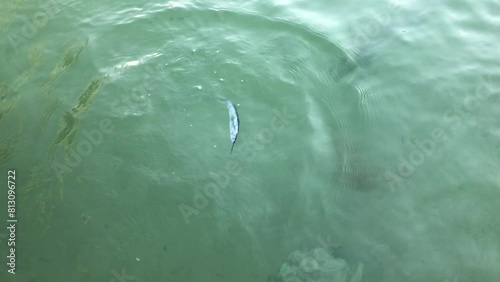Tarpon feeding