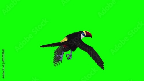 Colorful Toucan Bird  - I - White Throat Blue Eyed - Flying Loop - Back View Close Up - Green Screen - Realistic 3D animation of South American Amazon animal isolated on chroma key background photo