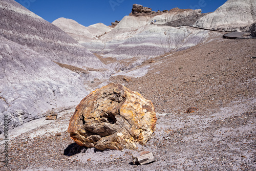 Large piece of colorful Petrified wood along the Blue Mesa trail in the Petrified Forest National Park, Arizona, USA on 17 April 2024.