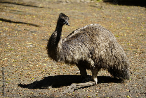 The emu (Dromaius novaehollandiae) is a species of flightless bird endemic to Australia, where it is the largest native bird. Walsrode Bird Park, Germany. photo