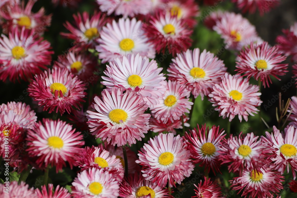 Pink flowers of english daisy. Bellis perennis pomponette, daisy in garden. Pink flowers of english daisy. Bellis perennis pomponette, daisy in garden.
