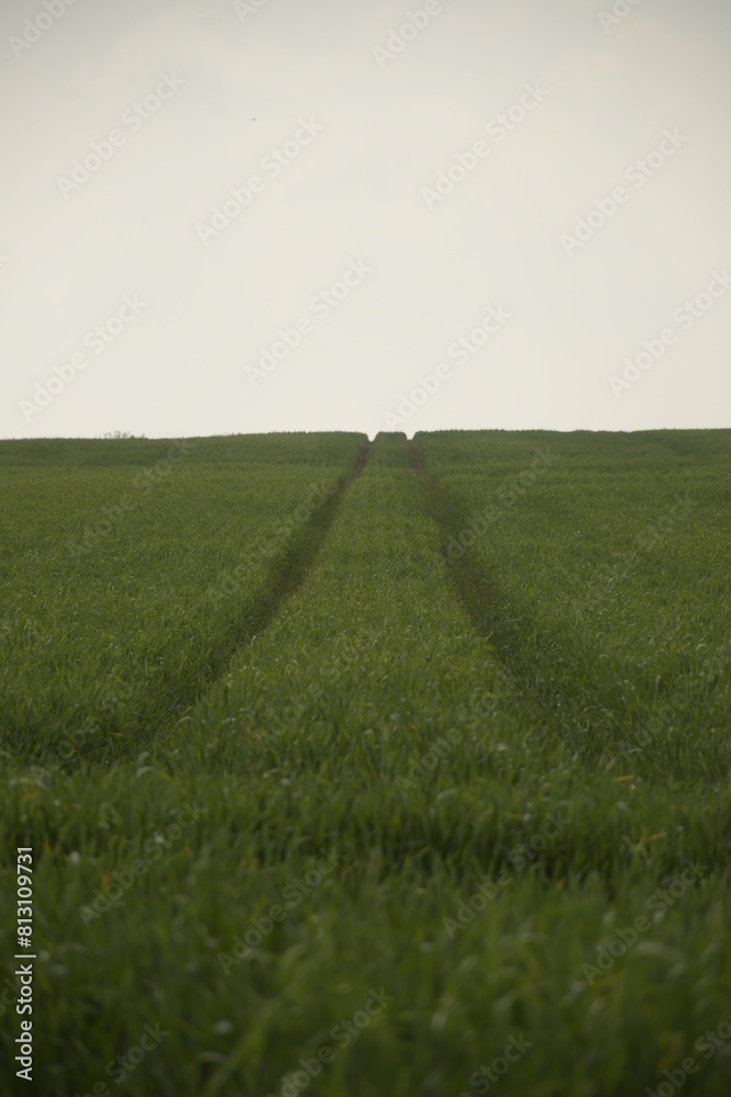 Obraz premium green field and sky