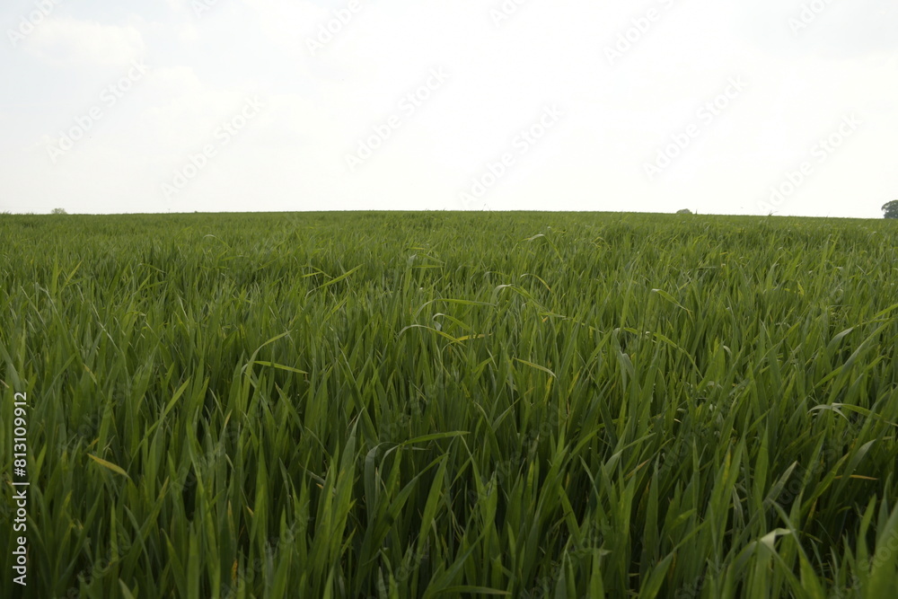 green wheat field green wheat field