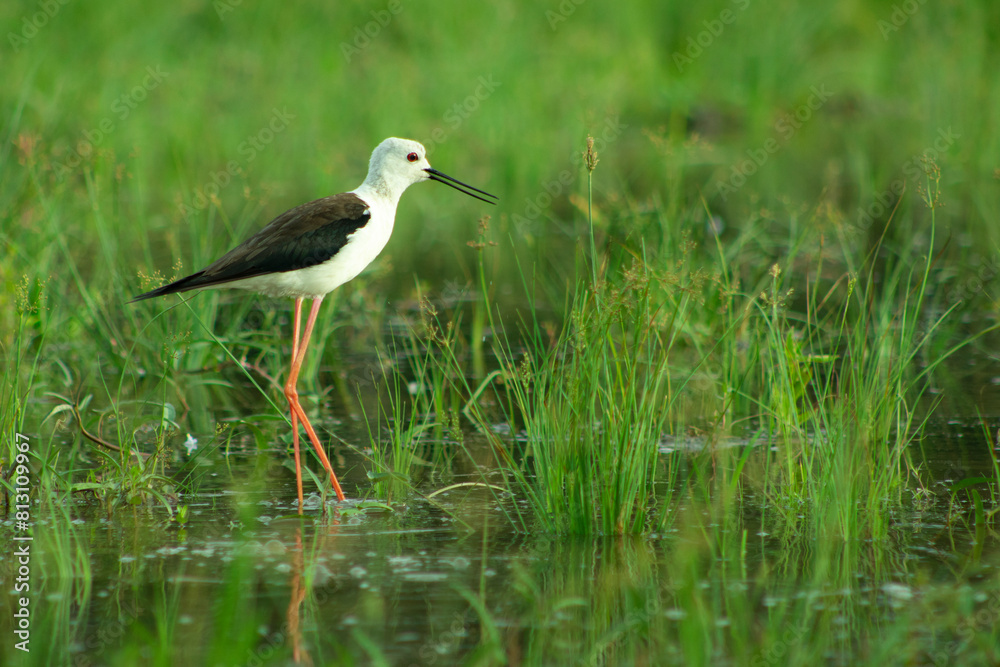 Black Winged Stilt Black Winged Stilt
