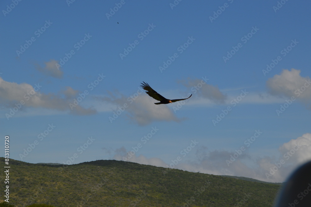 Fototapeta premium Ave la guajira Colombia