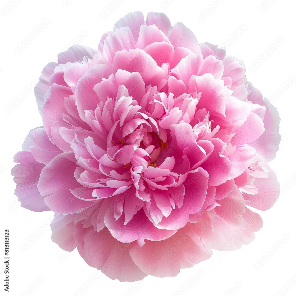 Pink peony, soft petals, full and round, isolated on a transparent or white background Pink peony, soft petals, full and round, isolated on a transparent or white background
