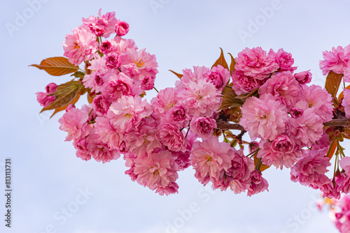 flowers photo