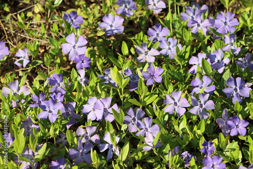 Sweden. Vinca minor is a species of flowering plant in the dogbane family  native to central and southern Europe  from Portugal and France north to the Netherlands and the Baltic States